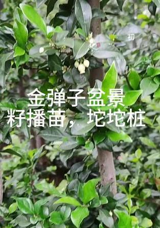 除了金弹子种子，还有哪些植物靠动物传播？