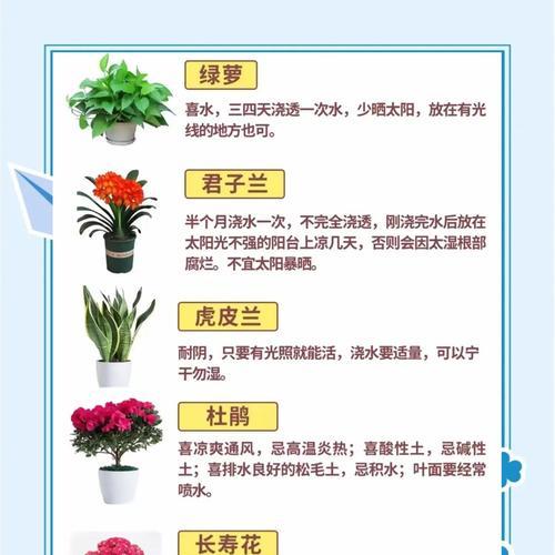 君子兰黄裙花怎么养？黄裙花的养殖技巧与注意事项？