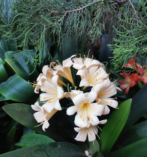 君子兰黄裙花怎么养？黄裙花的养殖技巧与注意事项？