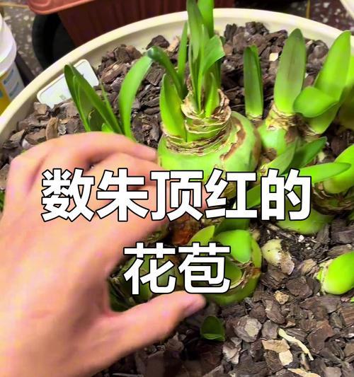 两个花苞的朱顶红品种有哪些？