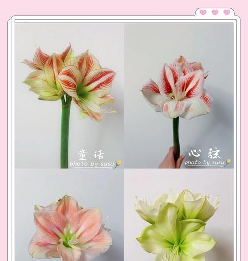 两个花苞的朱顶红品种有哪些？