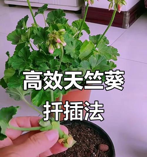 扦插天竺葵分盆的正确步骤是什么？