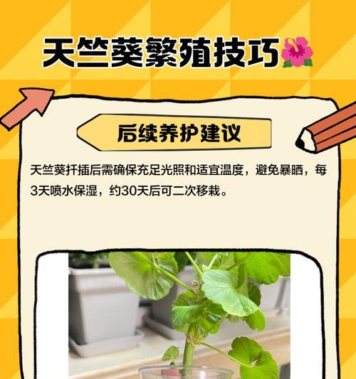 扦插天竺葵分盆的正确步骤是什么？