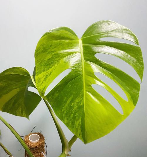 绿乌龟叶子发黄怎么办？如何快速恢复植物健康？
