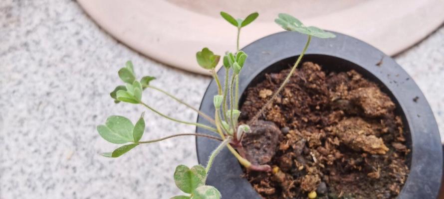 绿乌龟叶子发黄怎么办？如何快速恢复植物健康？