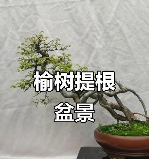 盆景制作技巧：4杆盆景如何打造？