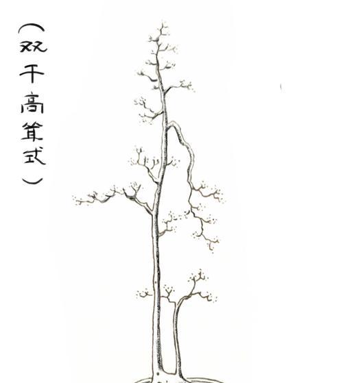 盆景制作技巧：4杆盆景如何打造？