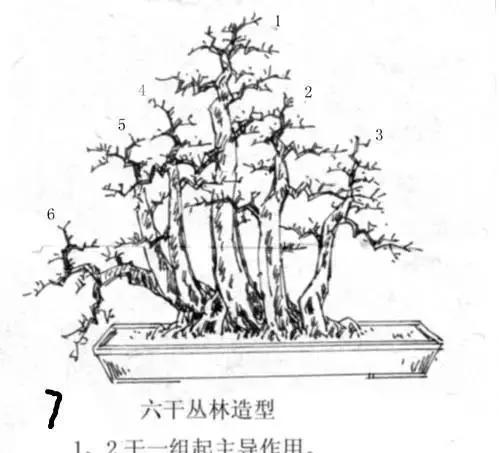 盆景制作技巧：4杆盆景如何打造？