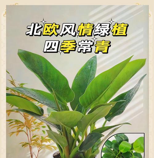 水培金钻叶子发黄处理方法是什么？