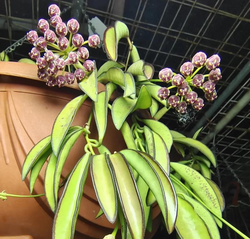 屋顶阳台可以养什么花？适合的植物种类有哪些？