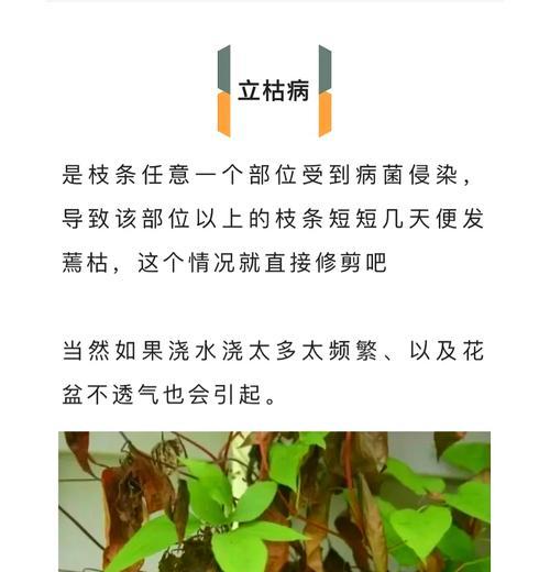 铁线莲晾根的正确方法是什么？晾根后如何进行日常养护？