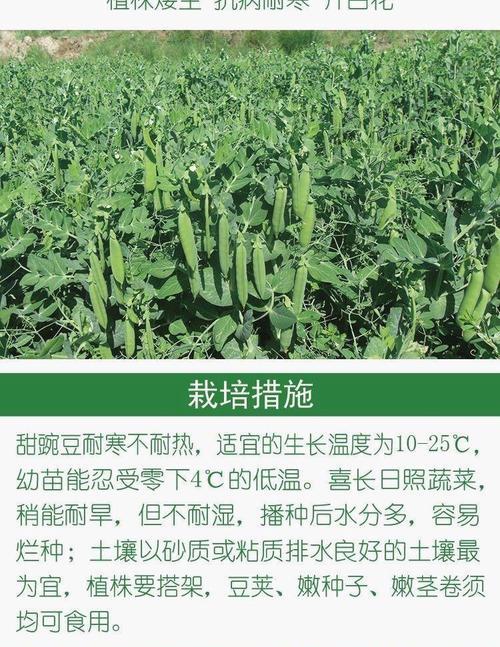 特大青豆的最佳播种时间是什么时候？