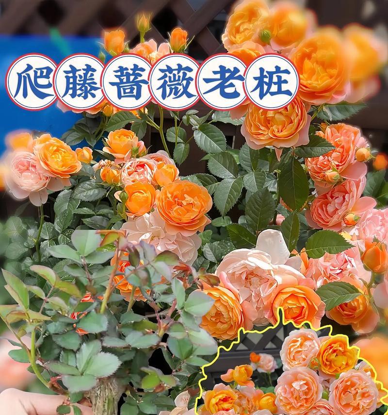 月季蔷薇黄叶问题如何解决？