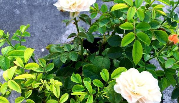 月季蔷薇黄叶问题如何解决？