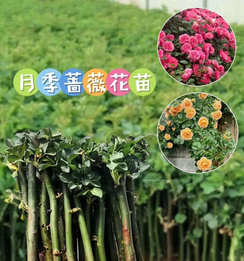 月季蔷薇黄叶问题如何解决？