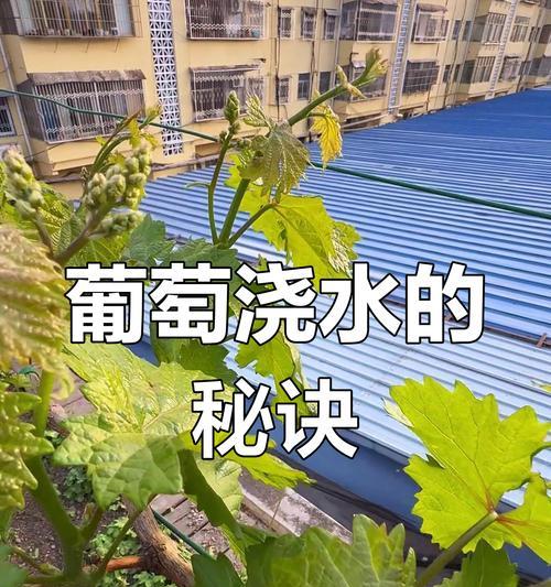 萌芽葡萄浇水的正确方法是什么？