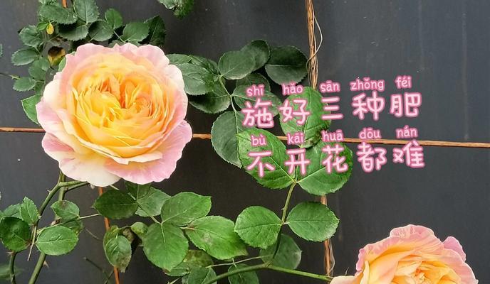 金鱼花施肥的正确技巧是什么？