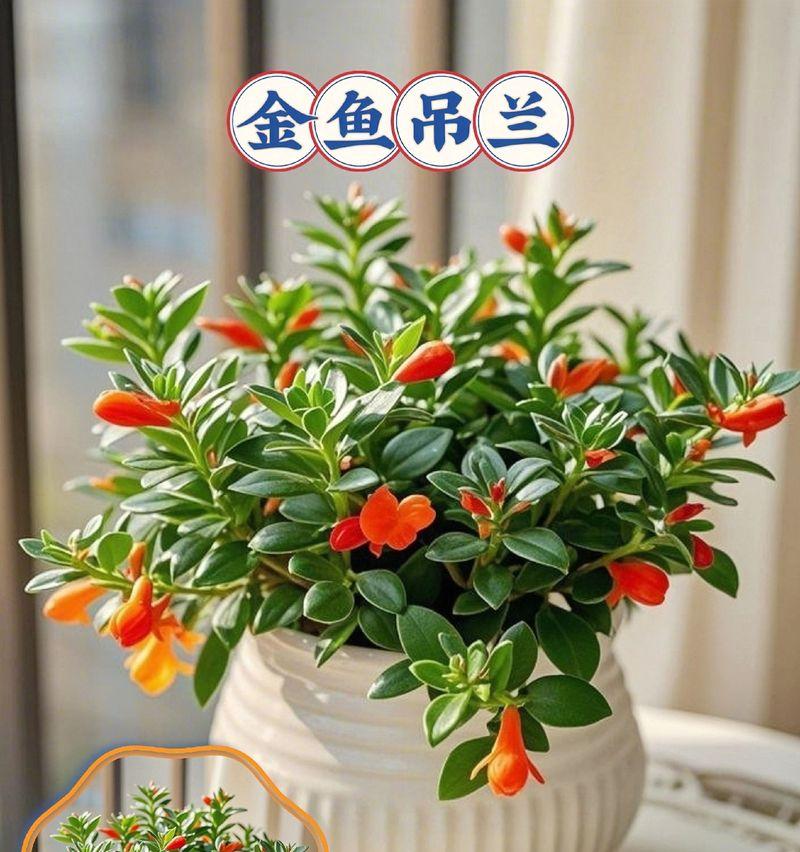 金鱼花施肥的正确技巧是什么？