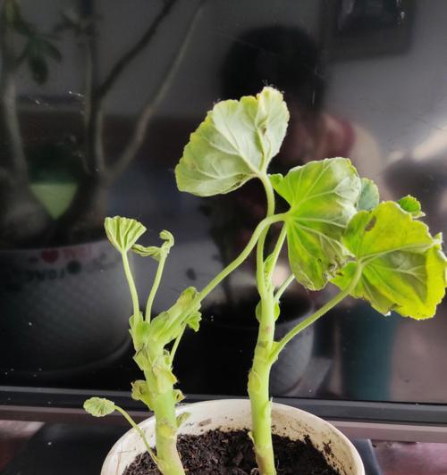 激素苗天竺葵的处理方法有哪些？