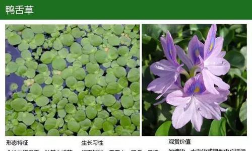 水瓶种水生植物有哪些？适合水瓶种植的水生植物推荐