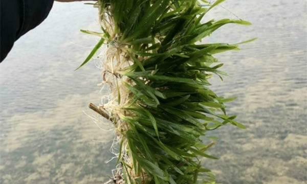 水瓶种水生植物有哪些？适合水瓶种植的水生植物推荐