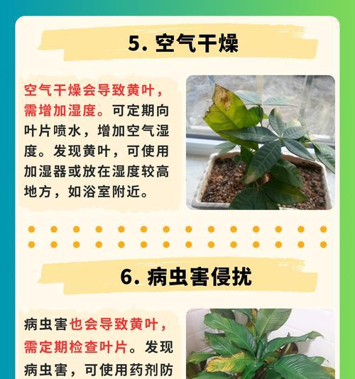 花生叶子黄化脱落原因？如何解决？