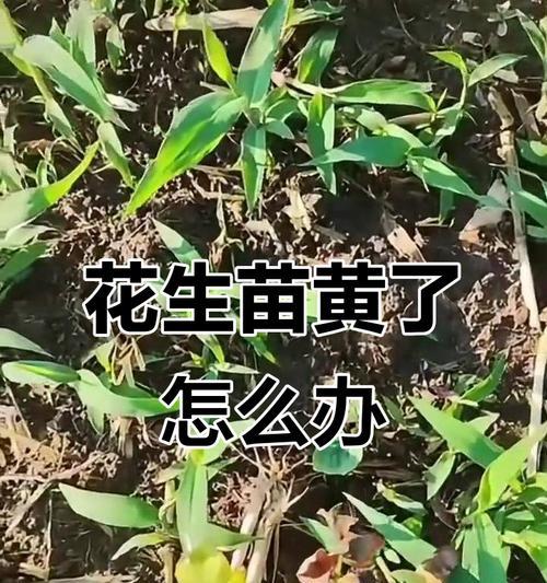 花生叶子黄化脱落原因？如何解决？