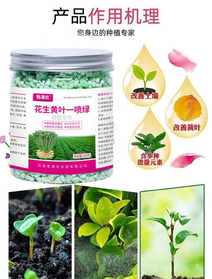 花生叶子黄化脱落原因？如何解决？