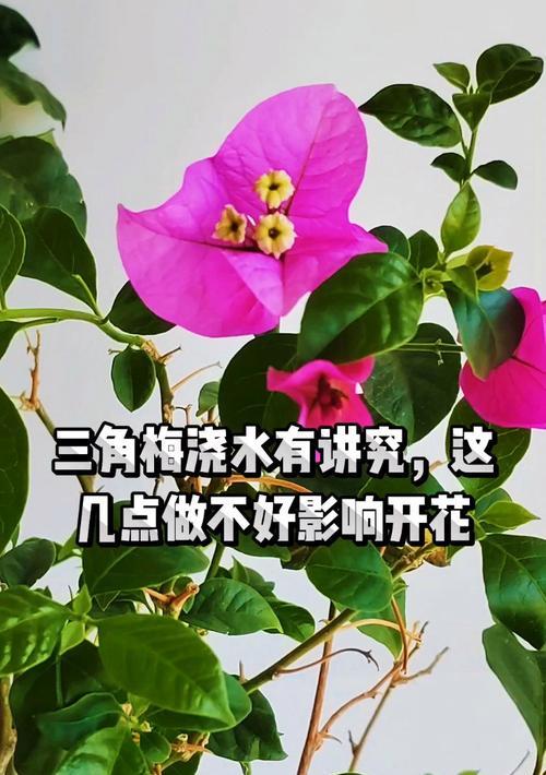 三角梅爆花期浇水技巧是什么？