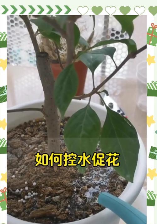三角梅爆花期浇水技巧是什么？