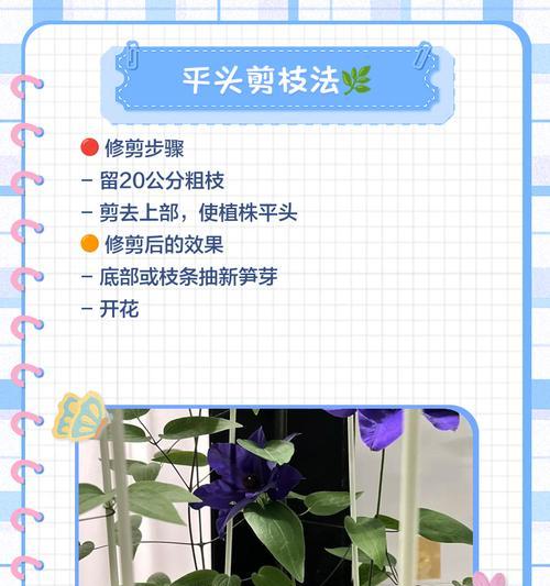 铁线莲开过花后修剪方法是什么？