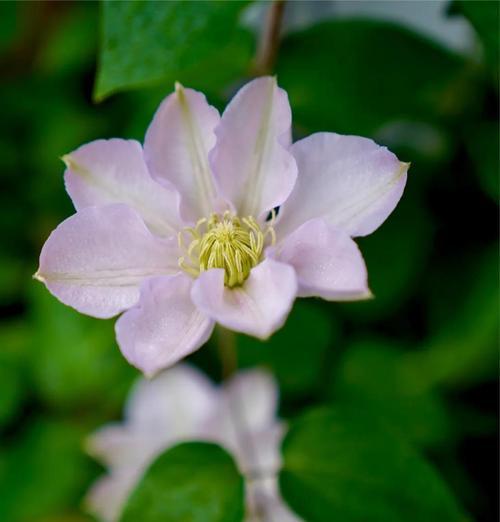 铁线莲开过花后修剪方法是什么？