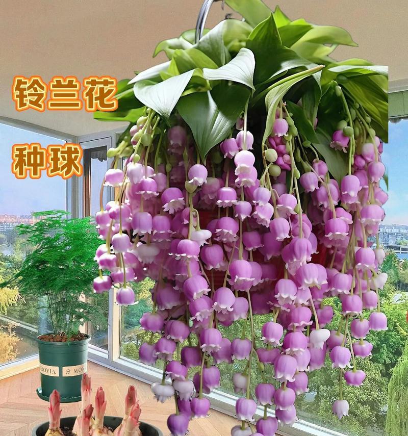 哪些花种在阳台比较耐养？