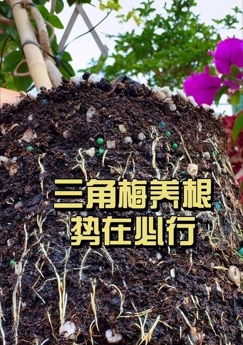 三角梅根部养护的正确方法是什么？