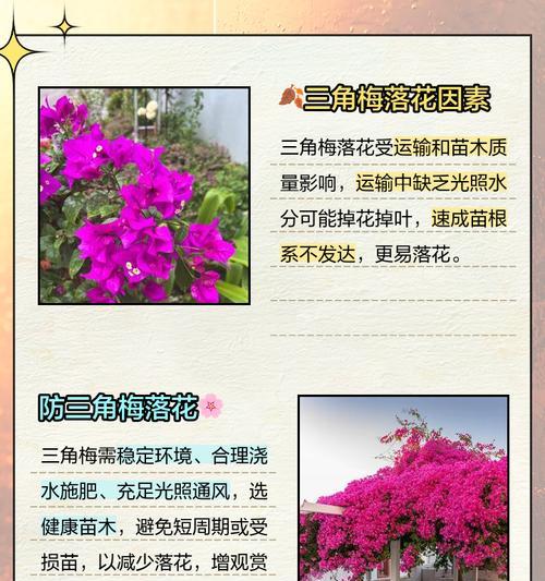 三角梅掉叶花？处理方法与预防措施！