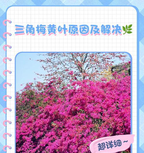三角梅掉叶花？处理方法与预防措施！