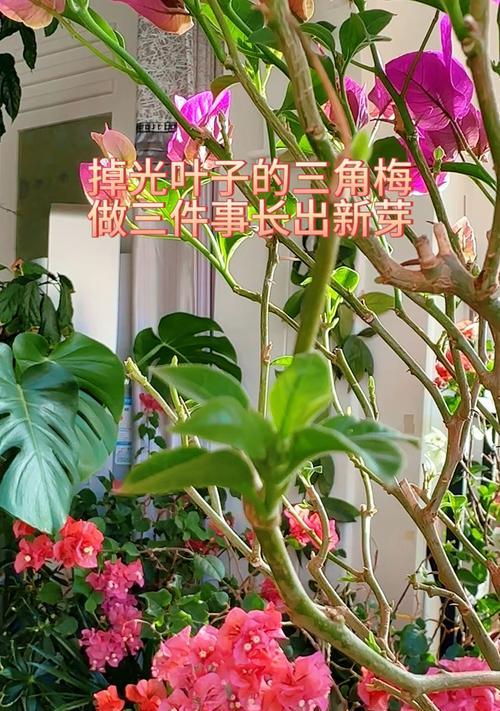 三角梅掉叶花？处理方法与预防措施！