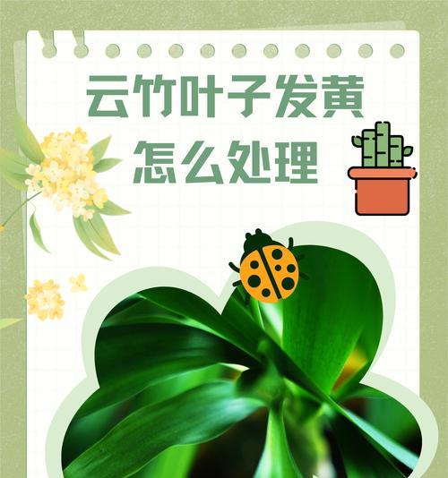 春天文竹叶子发黄的原因及解决方法？