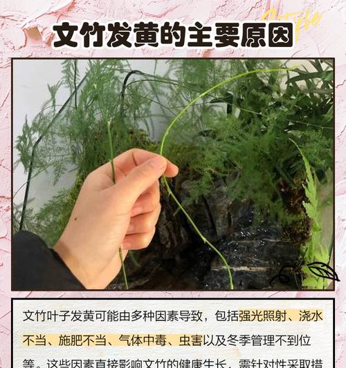 春天文竹叶子发黄的原因及解决方法？