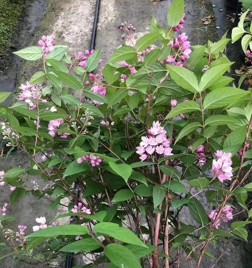 铁线莲在夏季如何种植？