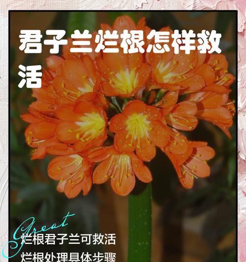 君子兰根过多如何修剪？修剪后如何护理？