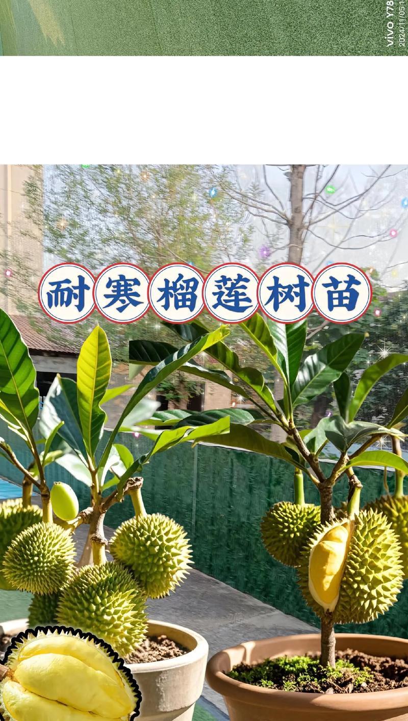 榴莲核水培盆景怎么养？水培榴莲核的正确方法是什么？