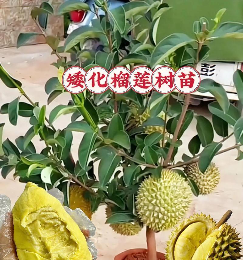 榴莲核水培盆景怎么养？水培榴莲核的正确方法是什么？