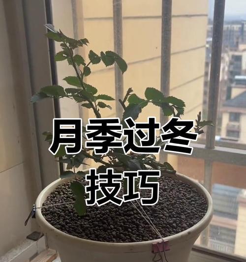月季打顶后如何促进向上生长？