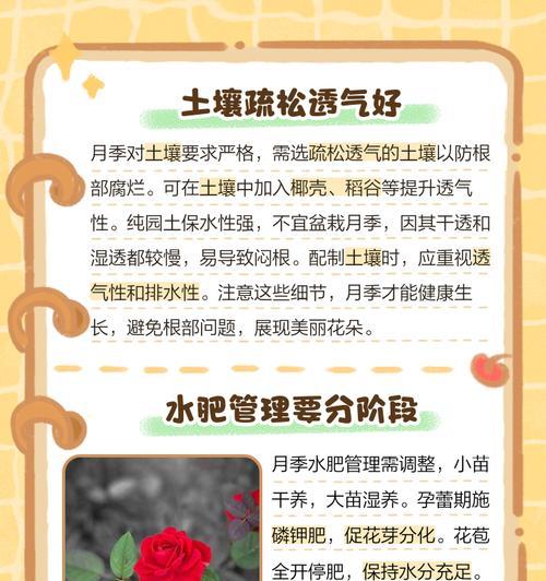月季打顶后如何促进向上生长？