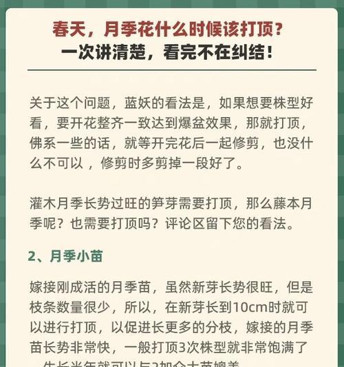 月季打顶后如何促进向上生长？