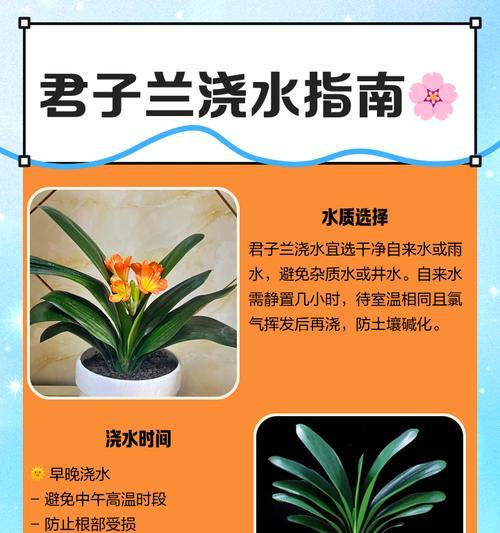 君子兰吸灰的原因是什么？如何预防和处理？