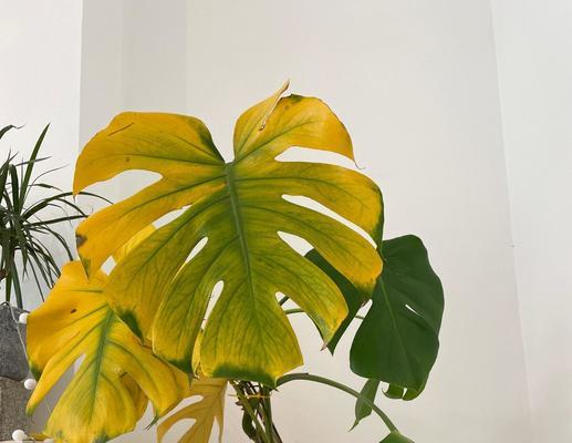植物花季叶子发黄怎么办？如何及时处理？
