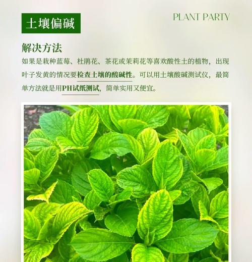 植物花季叶子发黄怎么办？如何及时处理？
