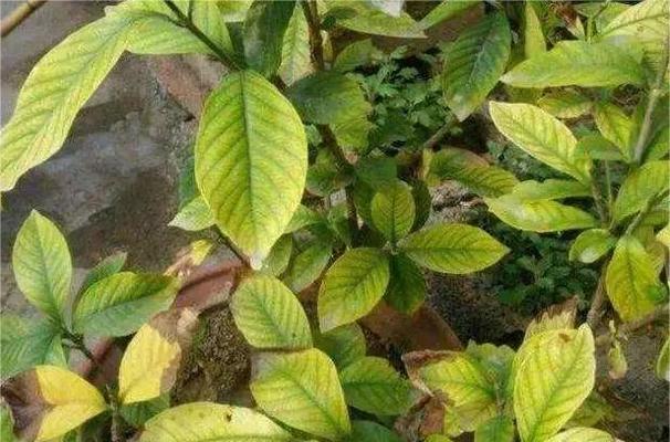 植物花季叶子发黄怎么办？如何及时处理？